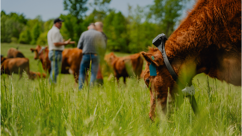 A Monil collar on a cow