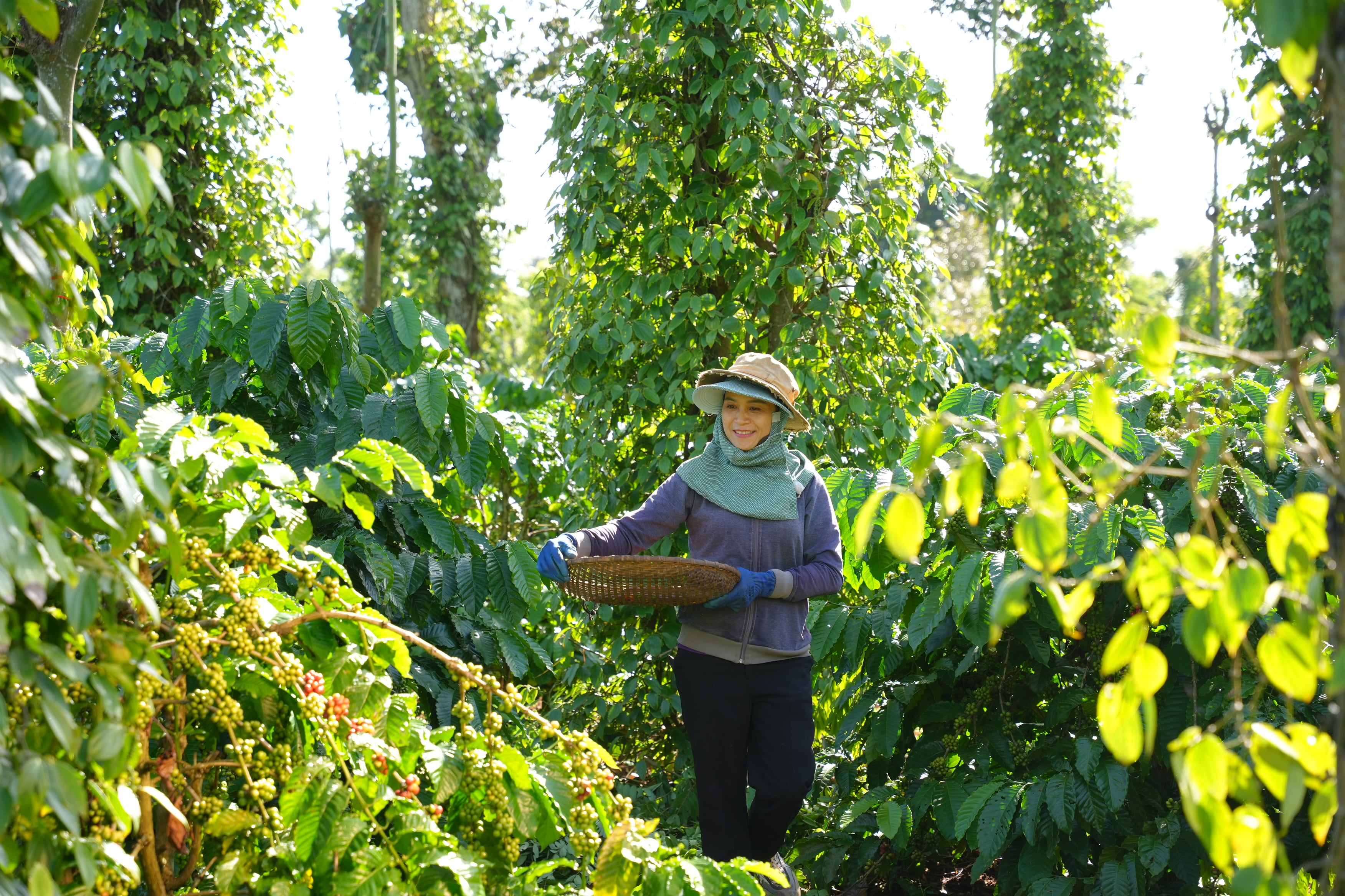 Nestlé deepens Vietnam commitment with state partnership to advance regenerative, low-emission farming