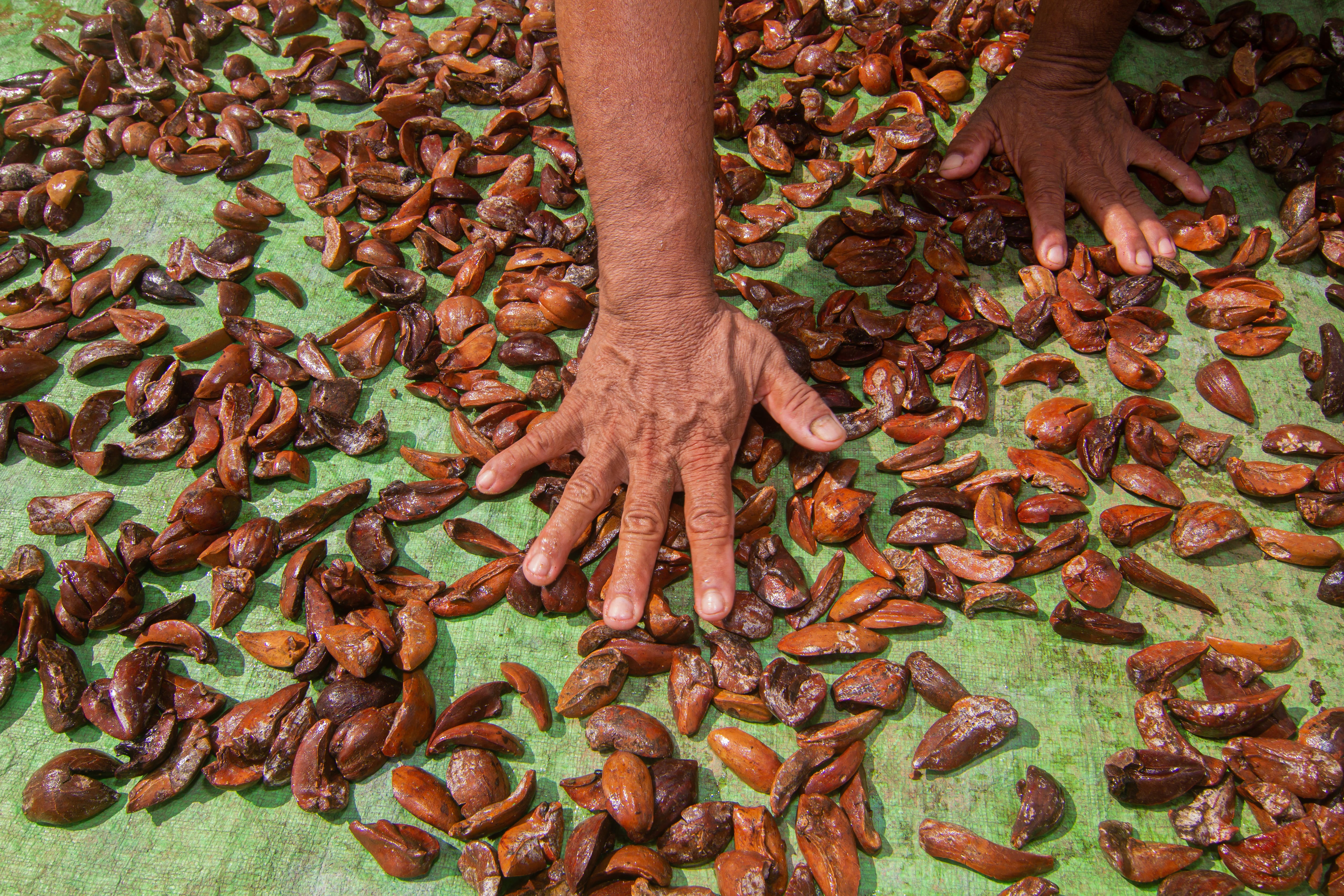 Cacao alternative: Forestwise gears up for promising illipe butter season as El Niño boosts outlook