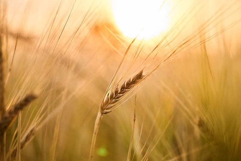 Heineken UK aims to source almost half of its malted barley from regenerative agriculture by 2027.
