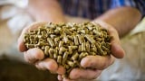 Putting feed intelligence into practice with raw materials