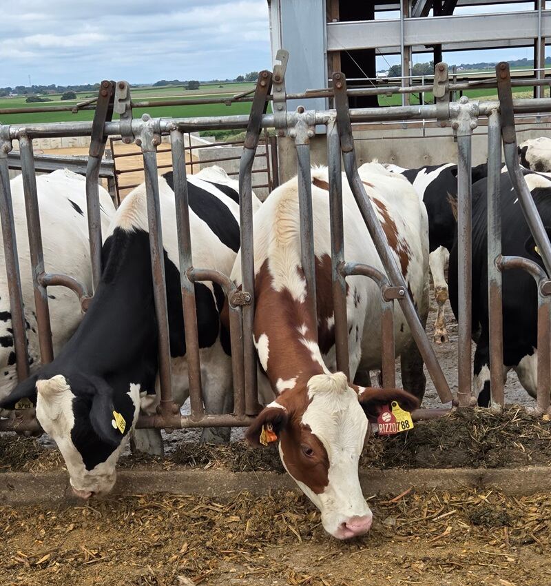 Cows at Berning Acres