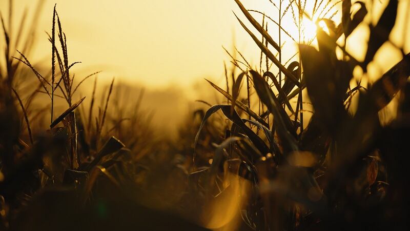 How Tidal Grow is helping corn, wheat growers manage nitrogen with leaf delivery technology