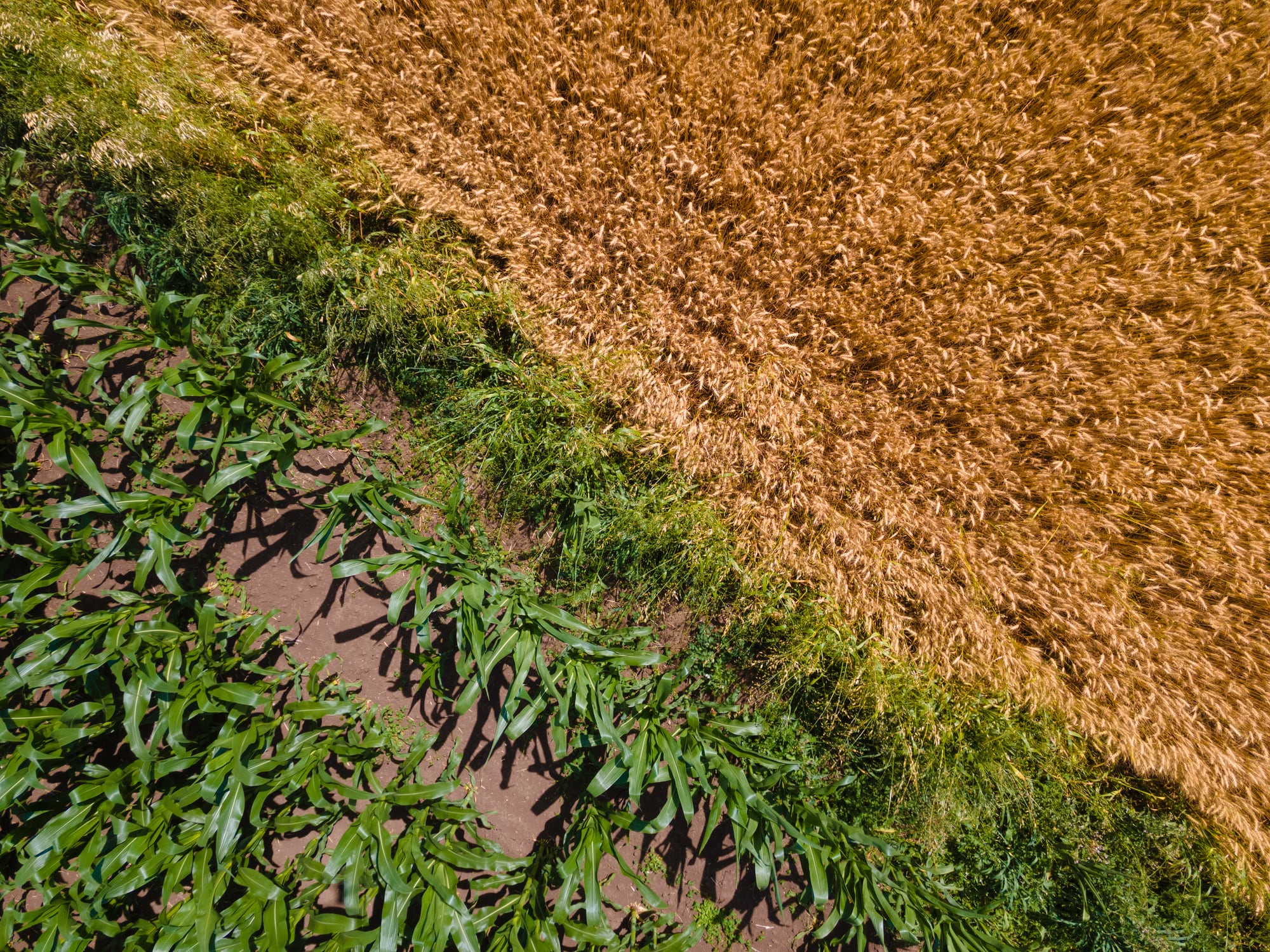 South Korea reports limited agri‑food disruption from Middle East crisis 