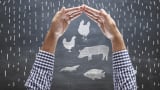 Water-soluble probiotics vs AGPs: the changing landscape of poultry farming