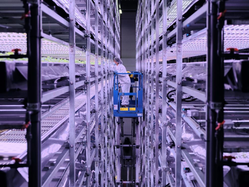 Vertical momentum: Saudi–Taiwan indoor farm JV eyes next phase of growth after Riyadh launch
