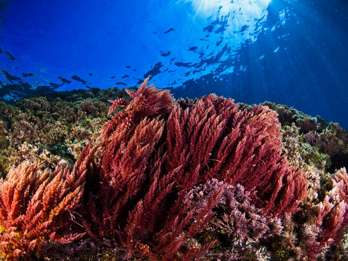 Study: Whole seaweed beats pure bromoform as methane buster
