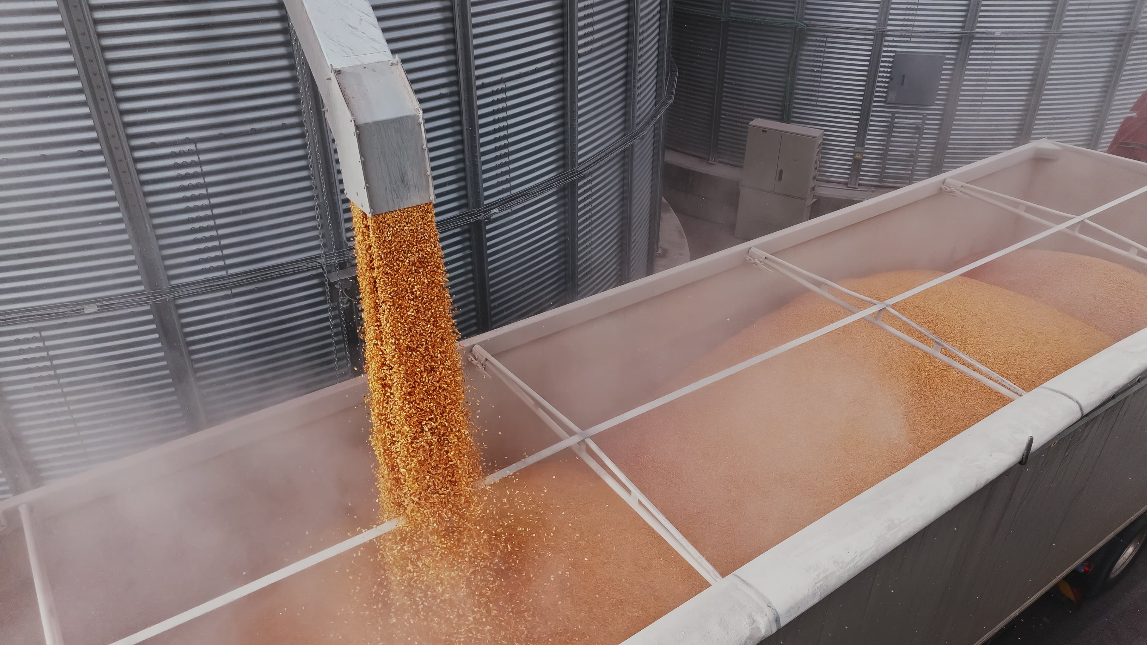 USDA cuts EU wheat harvest estimate to 17-year low