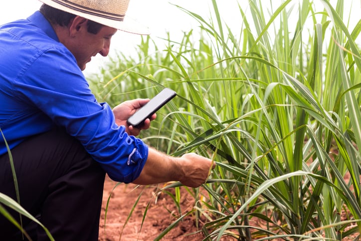 Highly-digestible-sugarcane-silage-may-improve-cattle-intake-rumen-passage.jpg