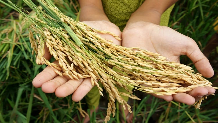 India deploys 31 new rice varieties developed by IRRI–NARES to boost yield, nutrition