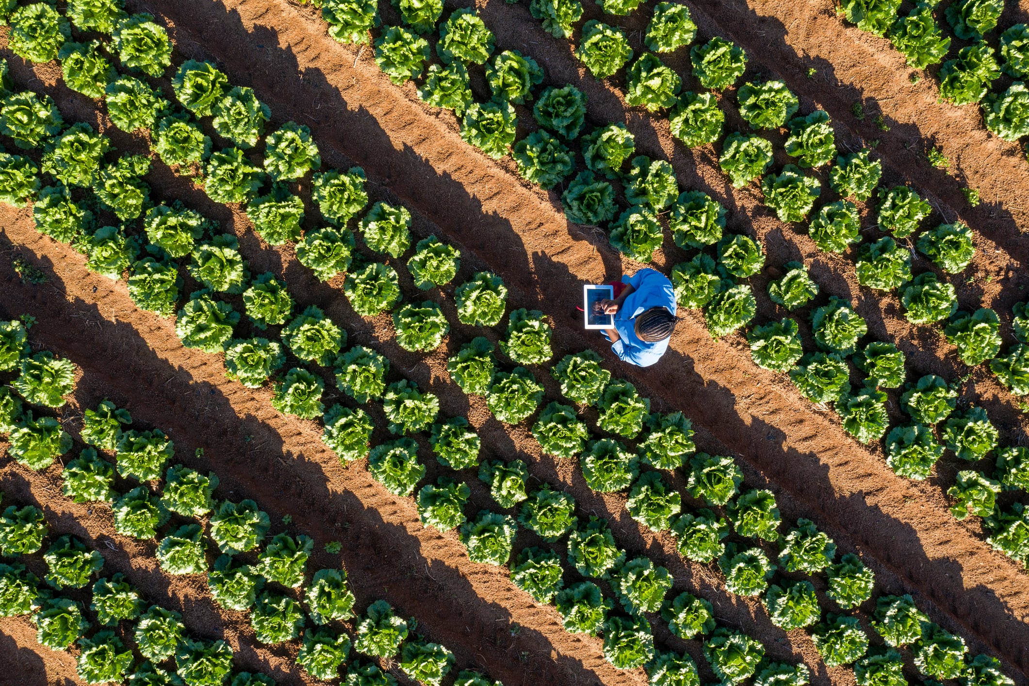 Why now is the moment to back Africa’s agri-food opportunity, says MiiWa Capital’s Samina Anwar