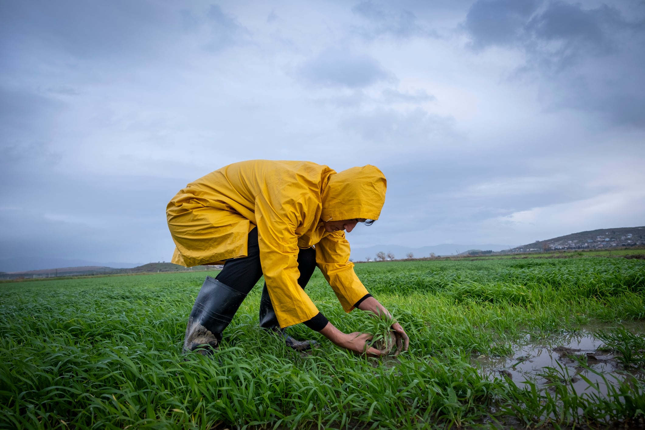 Why Bayer is partnering with Elaniti to unlock soil microbiome insights