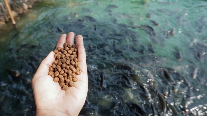 Fish feed producers innovate to combat greenhouse gas impact