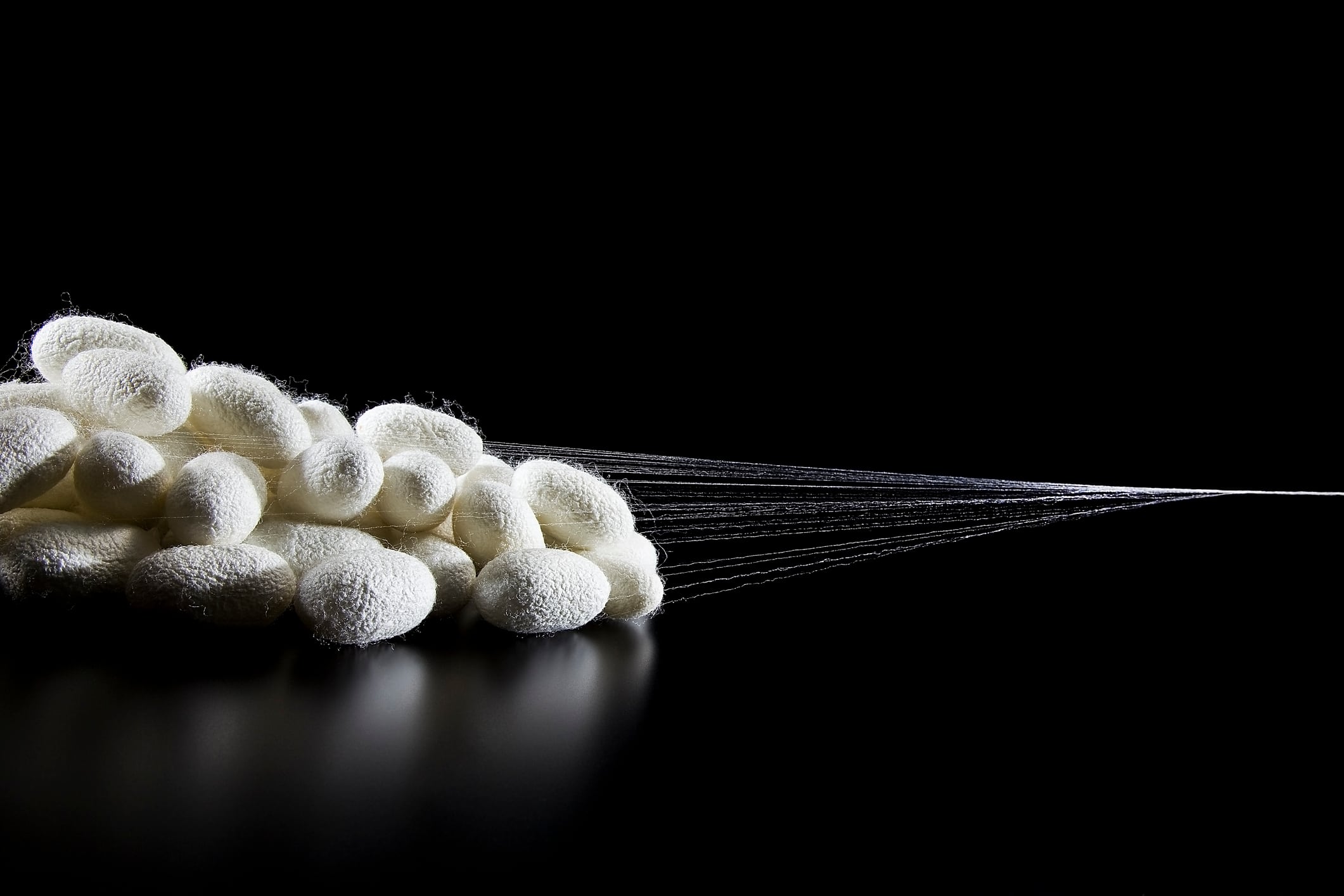 Carbon-negative feed: Silkworm goes mainstream as climate, sustainability pressures hit fishmeal and soymeal