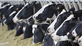 Improving ruminant proteins efficiency with plant bioactive molecules