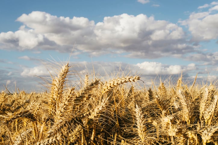 US activists call for more understanding of chlormequat after research ‘raises alarm bells’