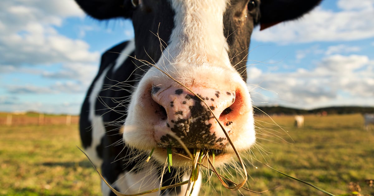 Solutions from the sea: JIRCAS partners startup to scale marine cultivation of methane-reducing seaweed to cut cattle emissions