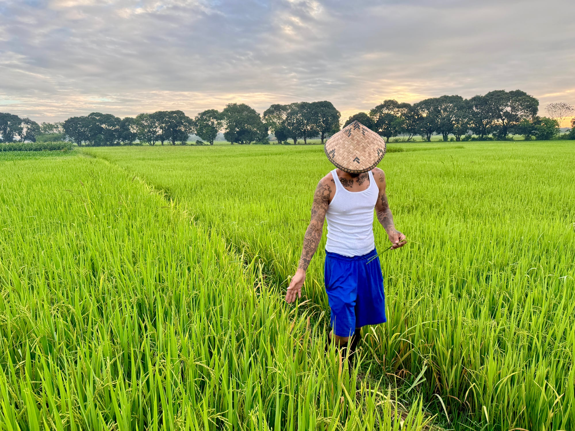 A Filipino farmer inspects his rice field as forecasts of a strong El Niño raise concerns over agricultural output across Asia-Pacific.