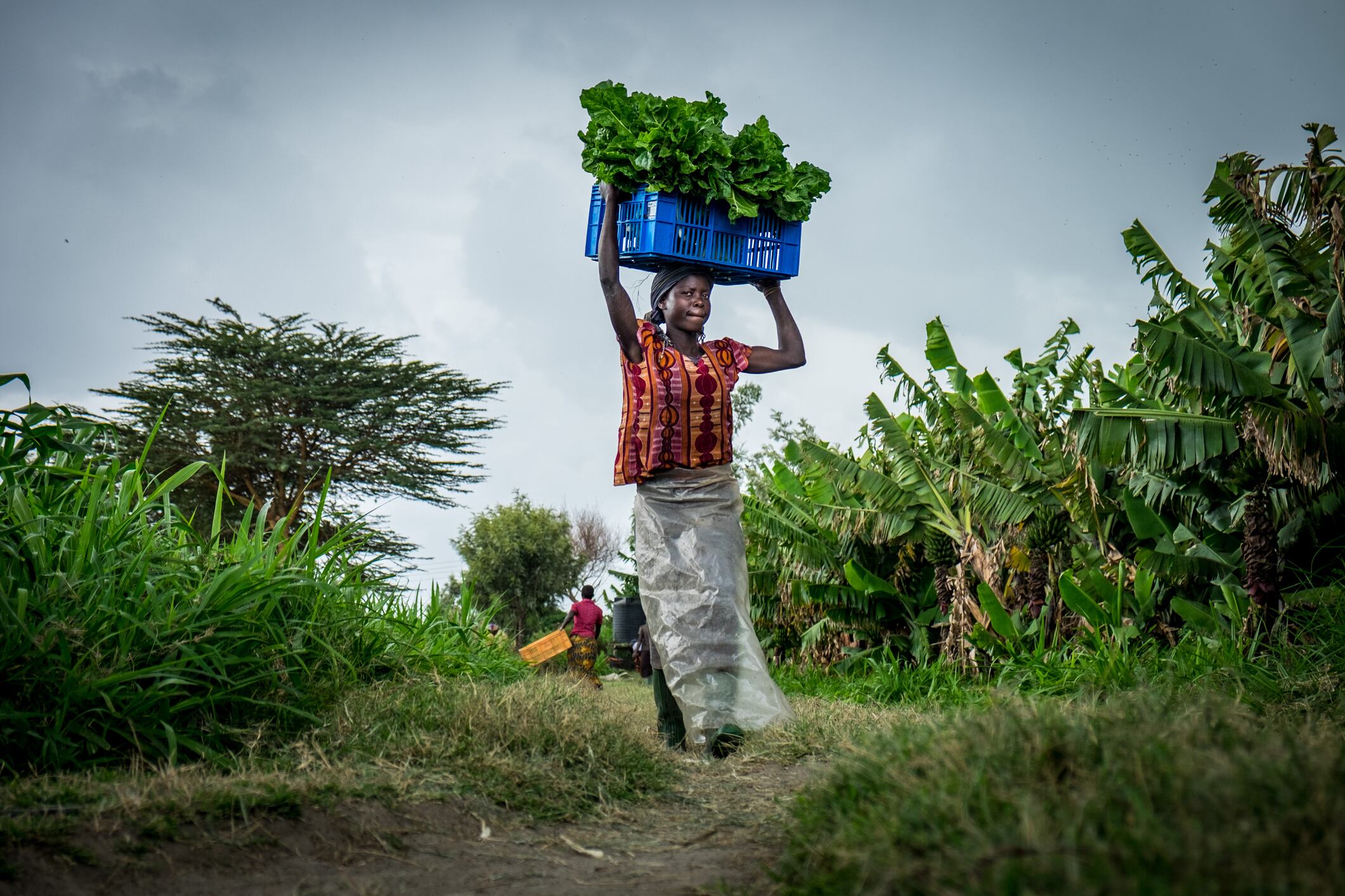 Double benefits: Climate change adaption leads to greater food security for Kenyan farmers