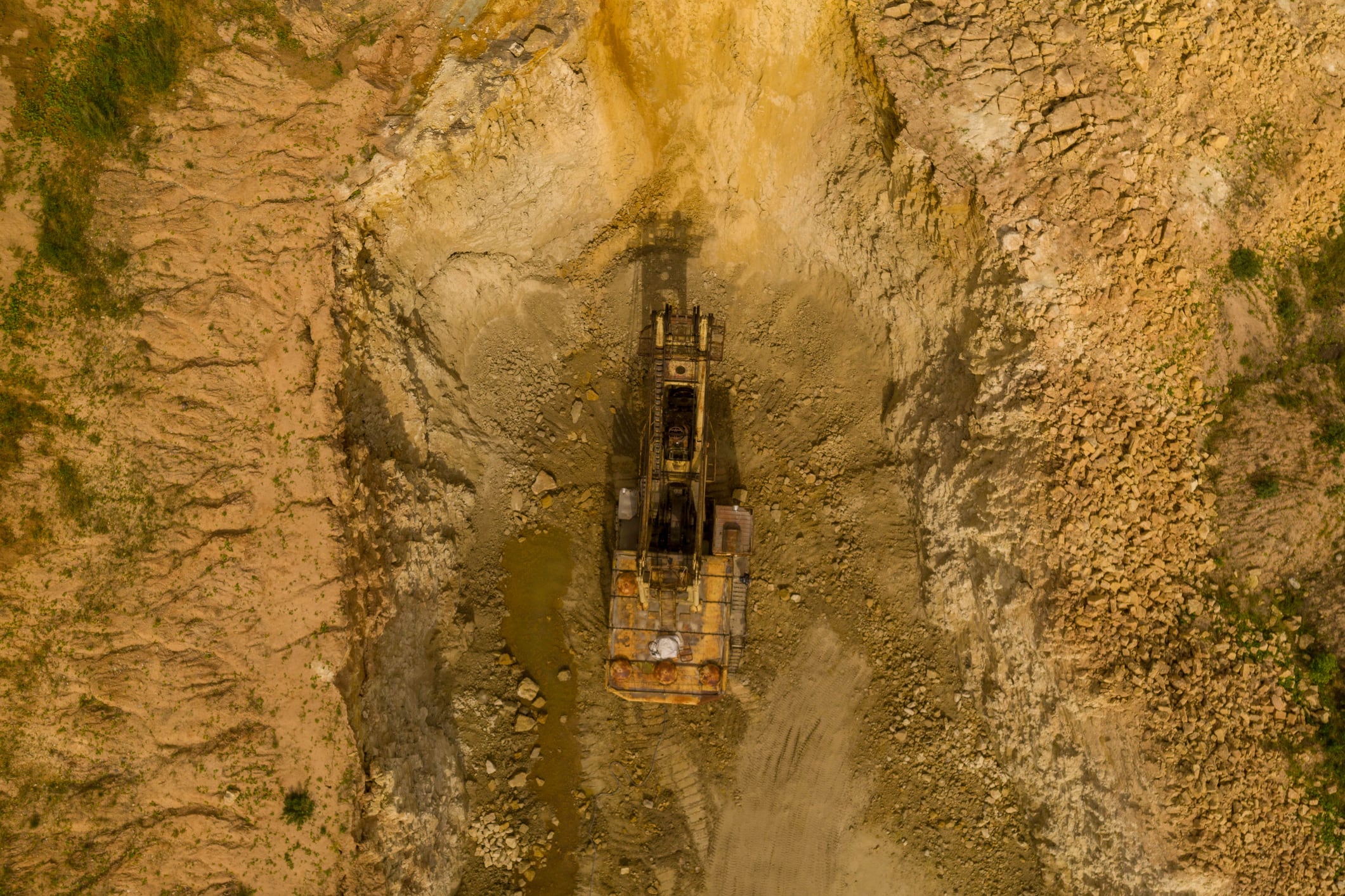 UK start-up RemePhy is developing plants designed to extract heavy metals from contaminated soils, offering a potentially lower-cost alternative to conventional remediation methods for sites such as mines, industrial land and polluted farmland.