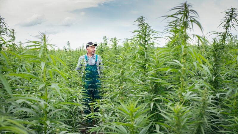 A man in a hemp field