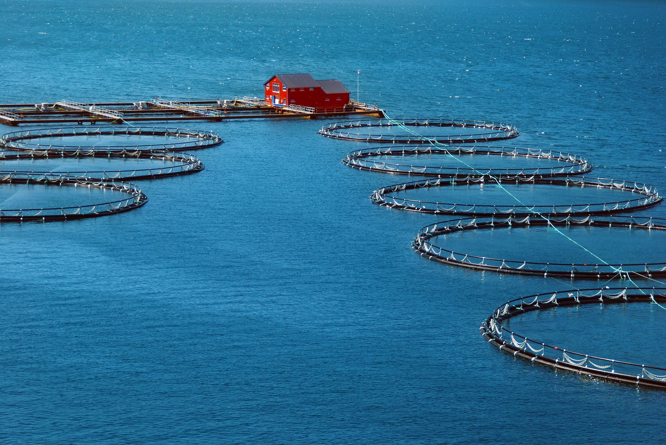 Aquaculture underused: APAC biodiversity bearing the brunt of ‘murky’ aquarium fish supply chains