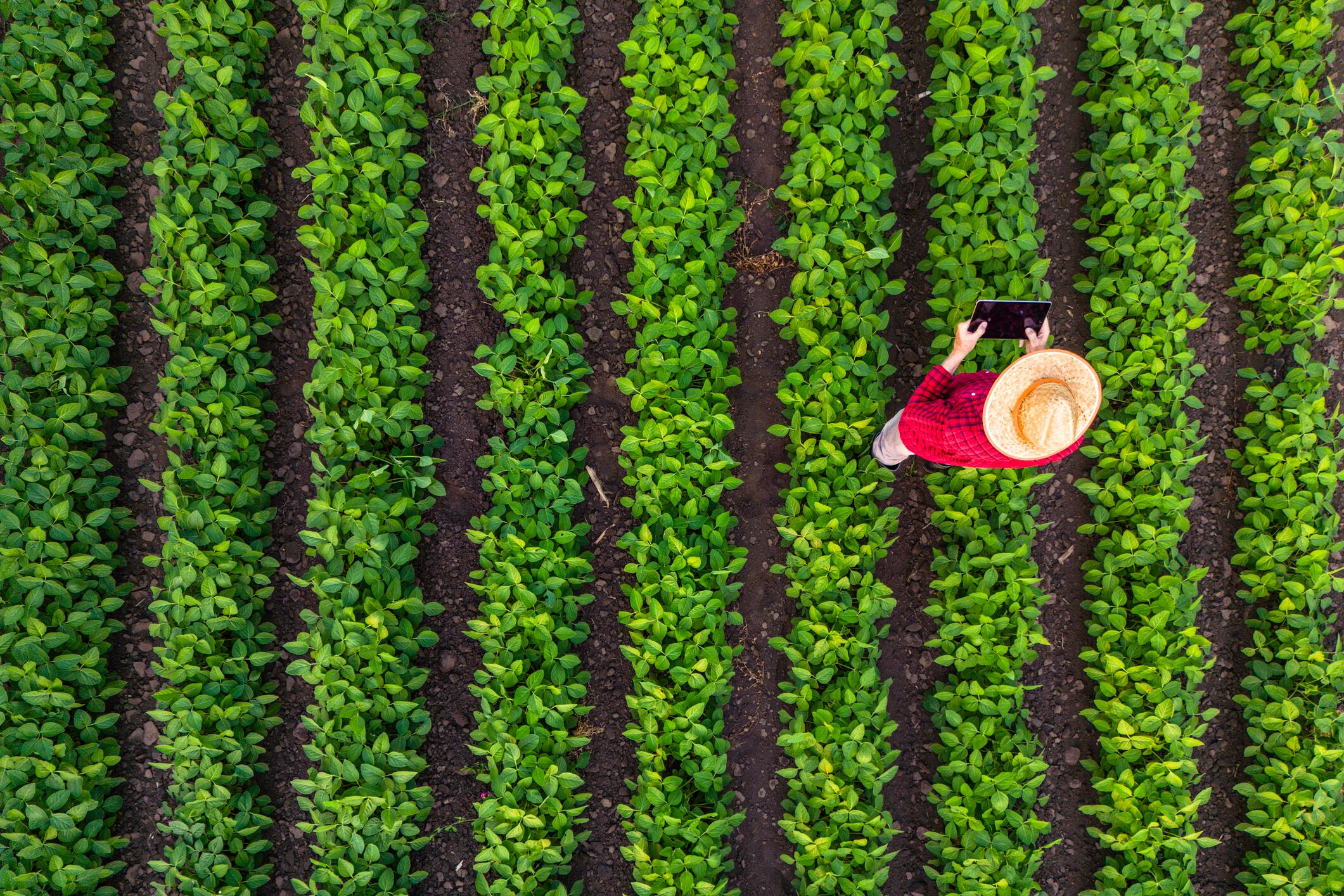 Corteva’s precision-bred soybean field trials have demonstrated significantly earlier maturity under UK growing conditions.
