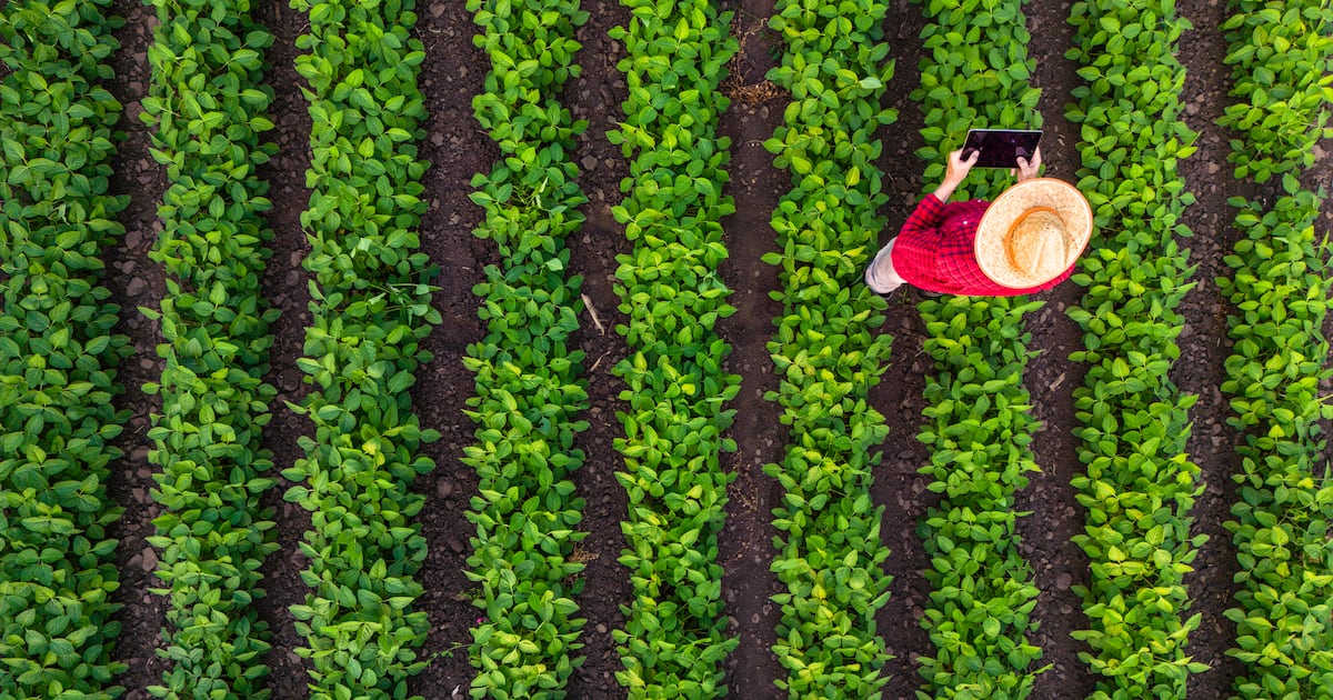 Gene-edited soybeans thrive in UK trial as Corteva eyes home-grown protein future