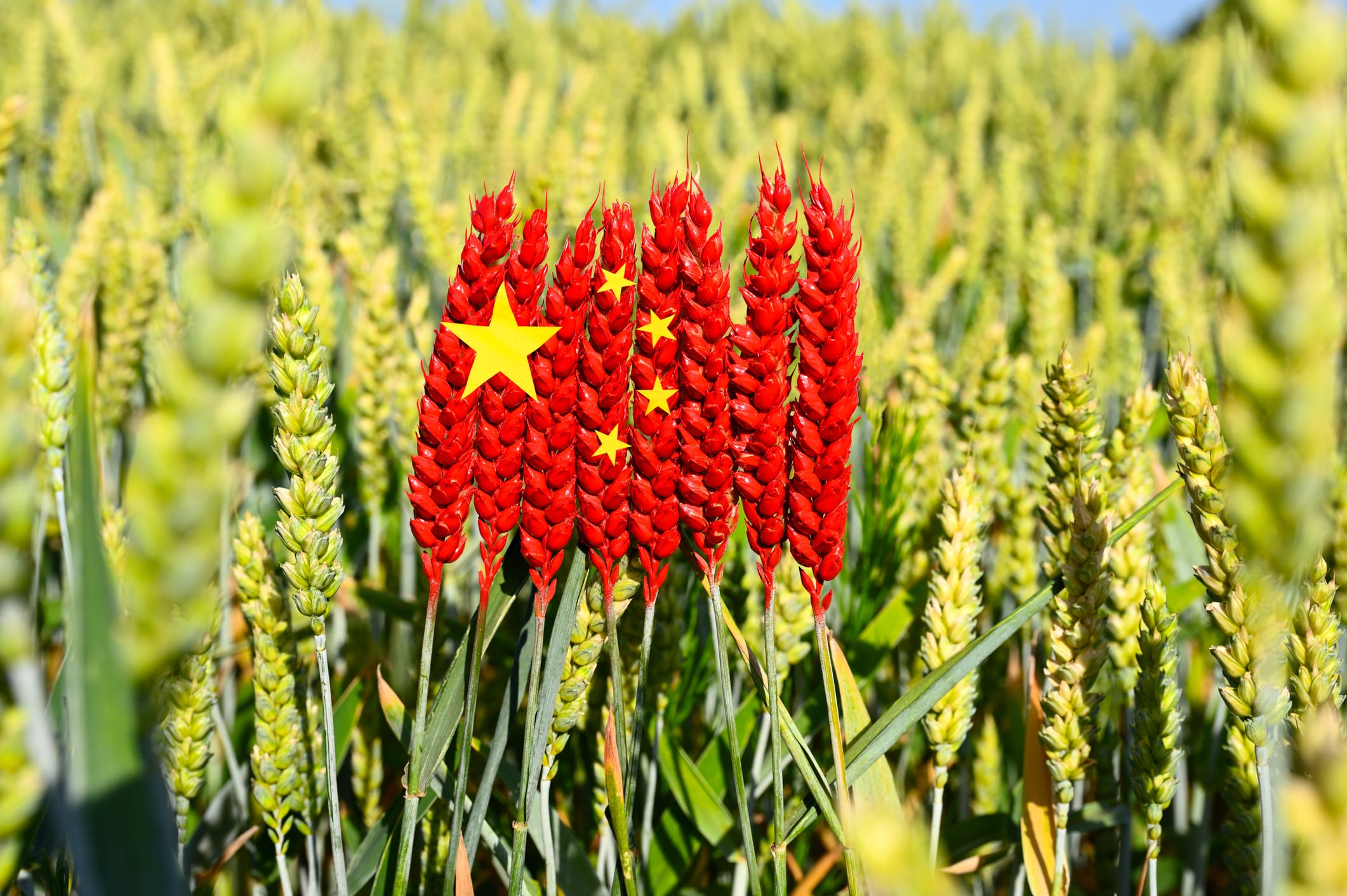 As China accelerates investment in climate-smart agriculture and supply-chain resilience, companies that continue to view sustainability primarily through a compliance lens risk falling behind.