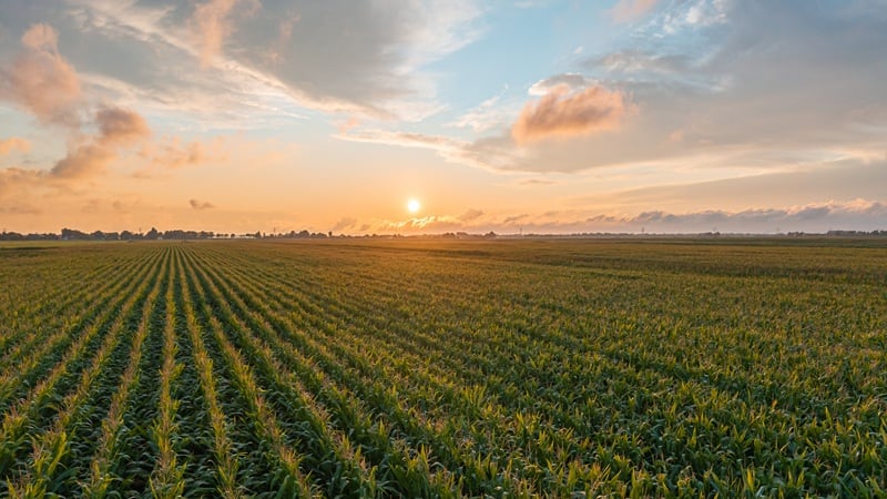 A corn field
