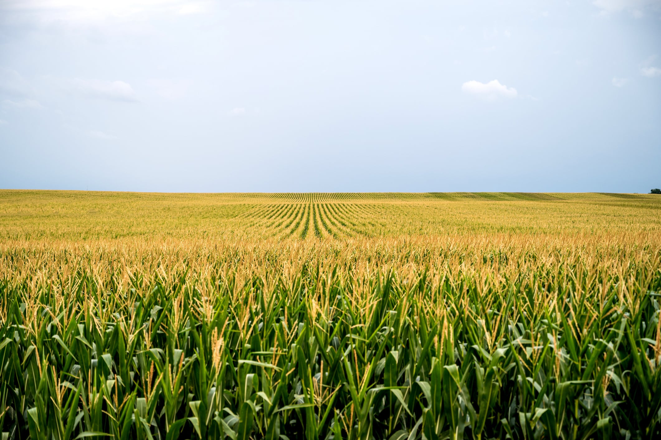 Resurrect Bio closes $10.3M Series A as investors back AI-led crop immunity