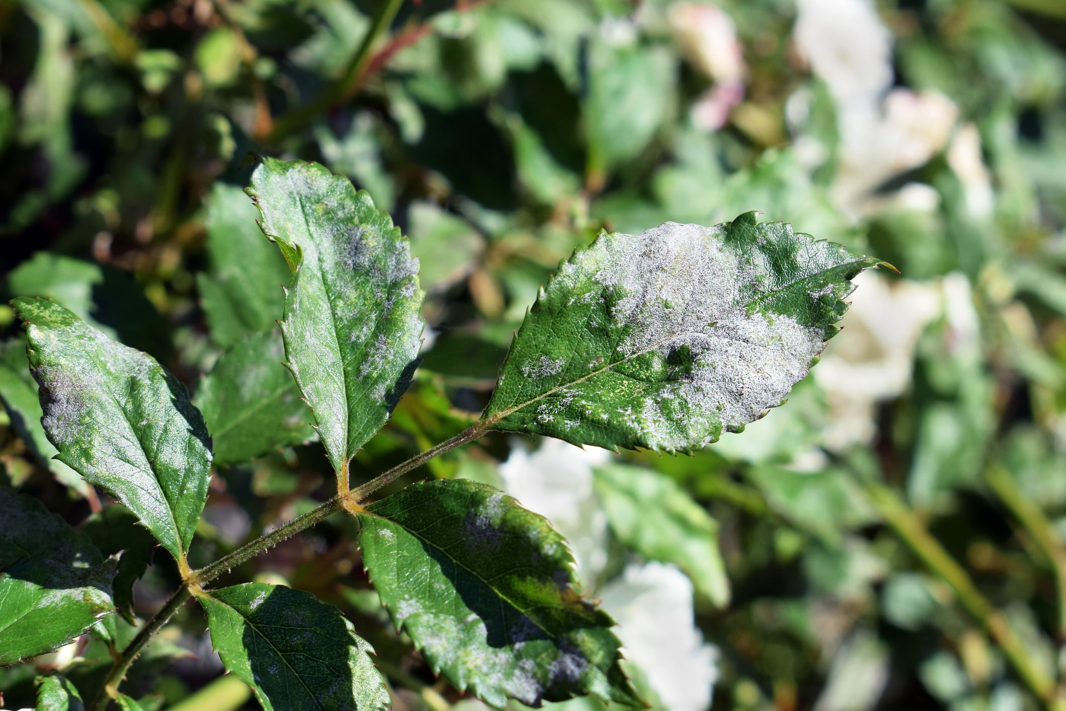 EPA greenlights Biotalys’ EVOCA – but Europe still lags
