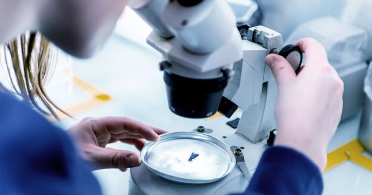Innovafeed pivots to commercial scale with €51m backing as insect protein player trims R&D