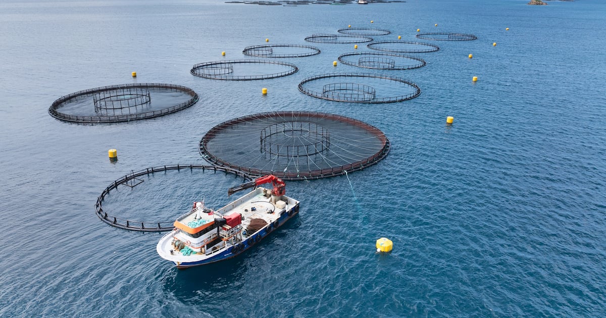 New Zealand to ease environmental consent requirements to boost offshore aquaculture