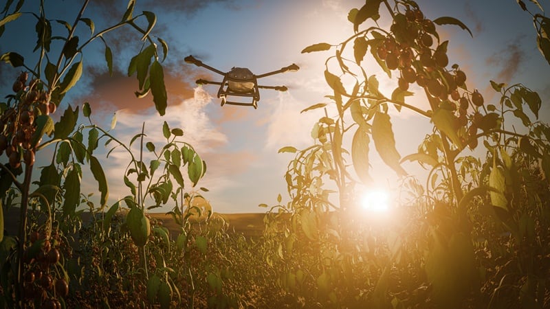 A drone in a cherry field