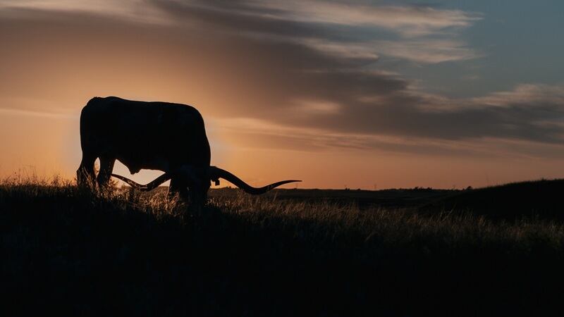 A longhorn in Texas during the sunset