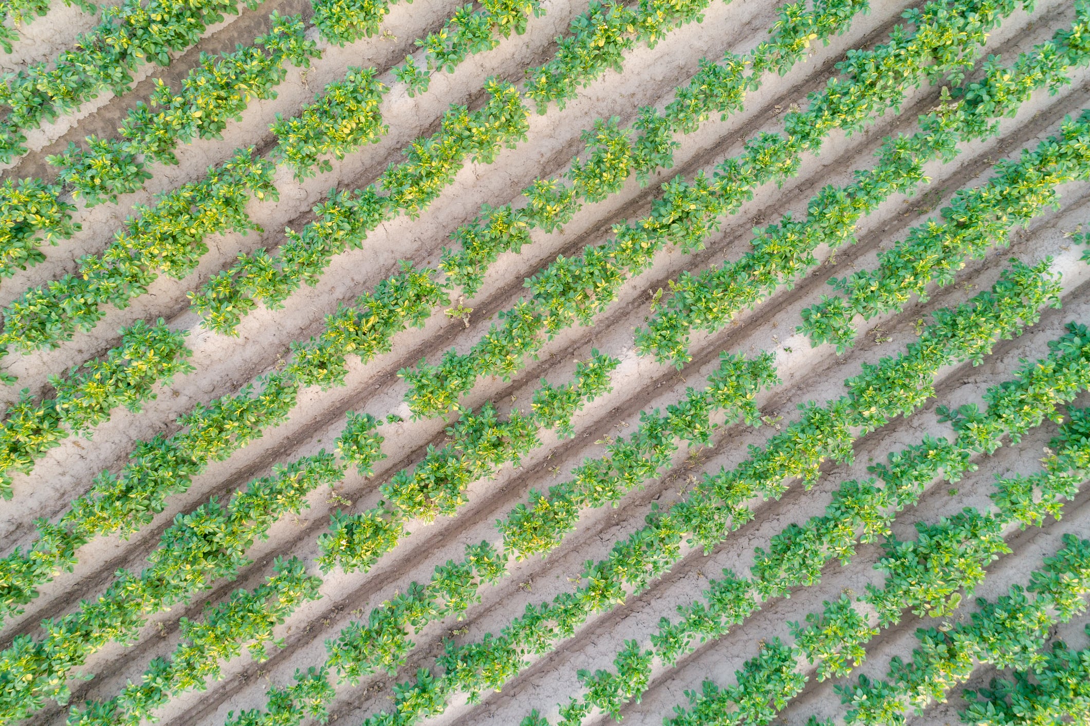 Certis Belchim and Elicit Plant join forces to accelerate climate‑smart potato innovation