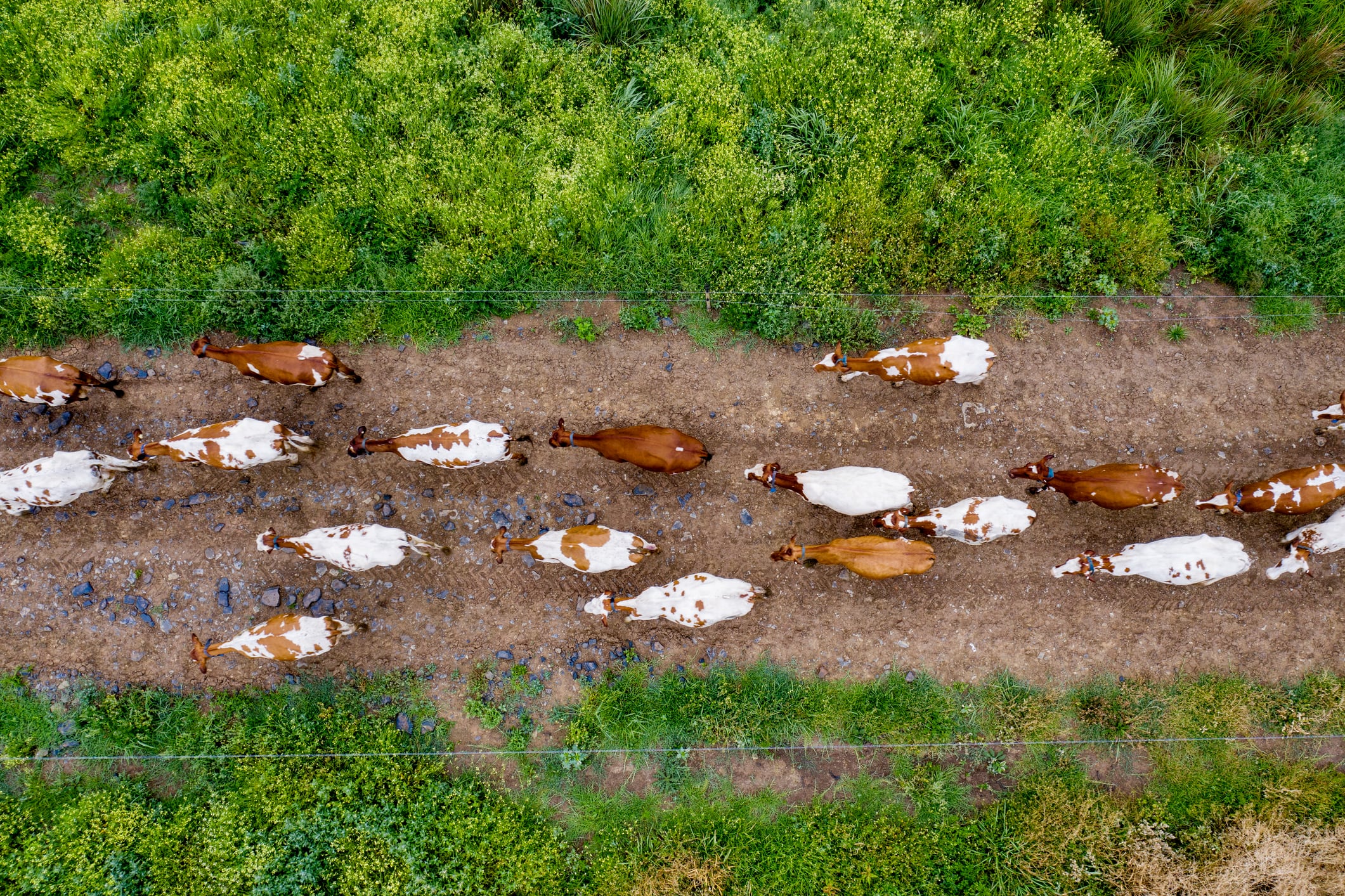 UK backs next wave of low‑emission farming tech with £1.34m innovation boost