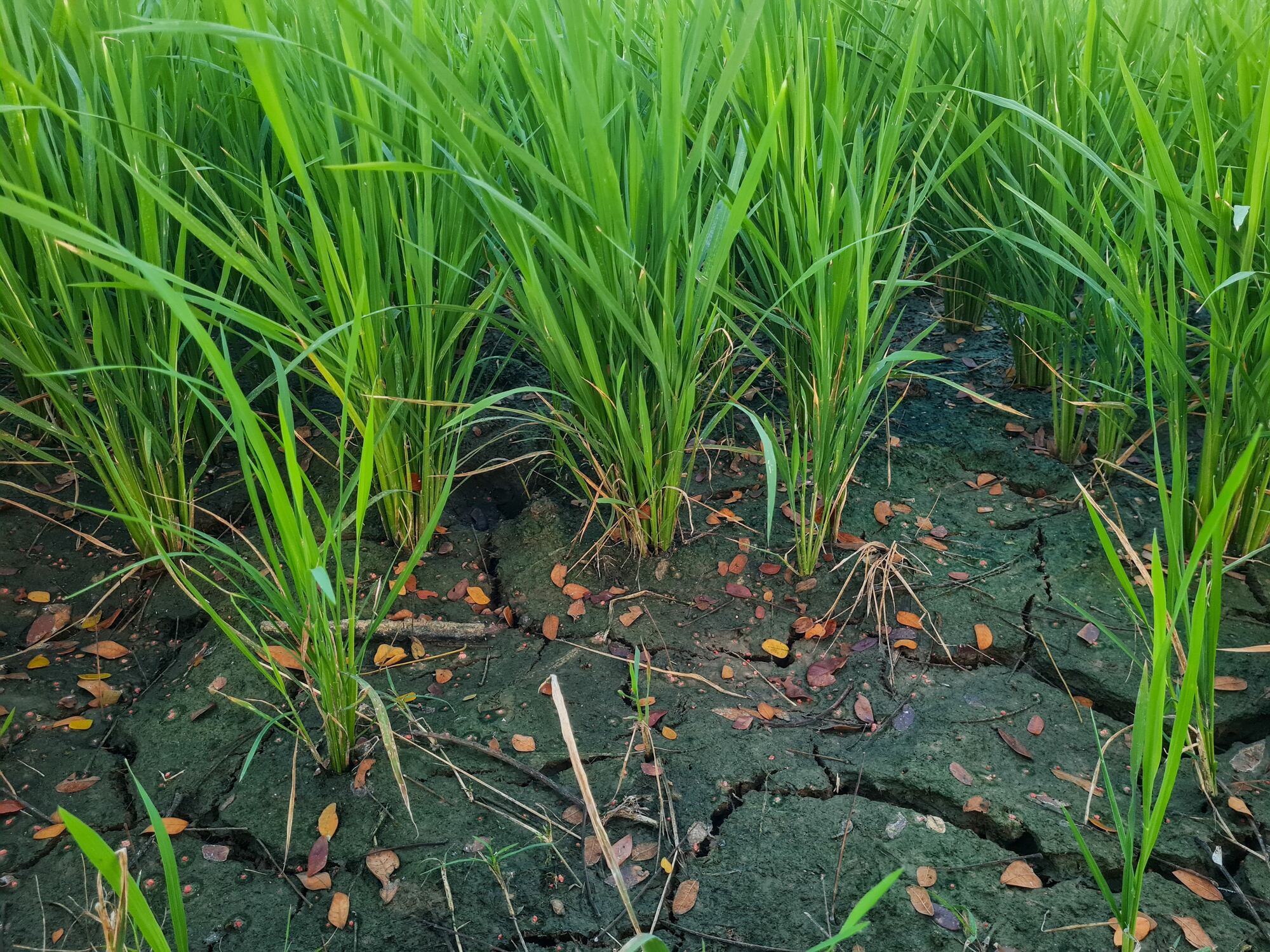 With El Niño increasing the risk of drought-driven yield losses, analysts are urging greater investment in precision agriculture and soil health tools to improve fertiliser efficiency and reduce vulnerability to future market shocks.