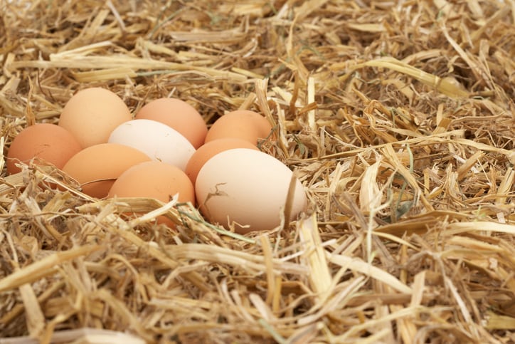 Can plant and algae-based technology enhance laying hen production?