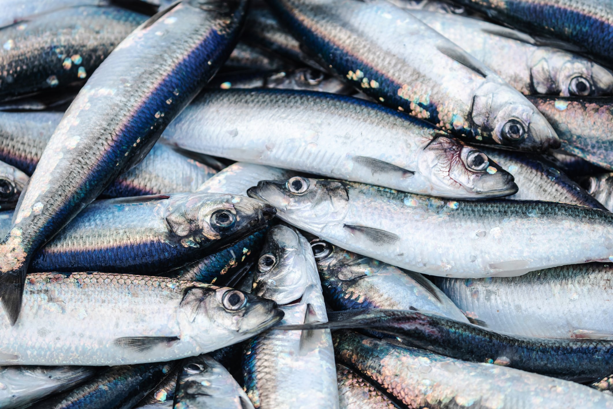 Weak execution: Oceana criticises ineffective fisheries enforcement in Philippines as industry losses mount