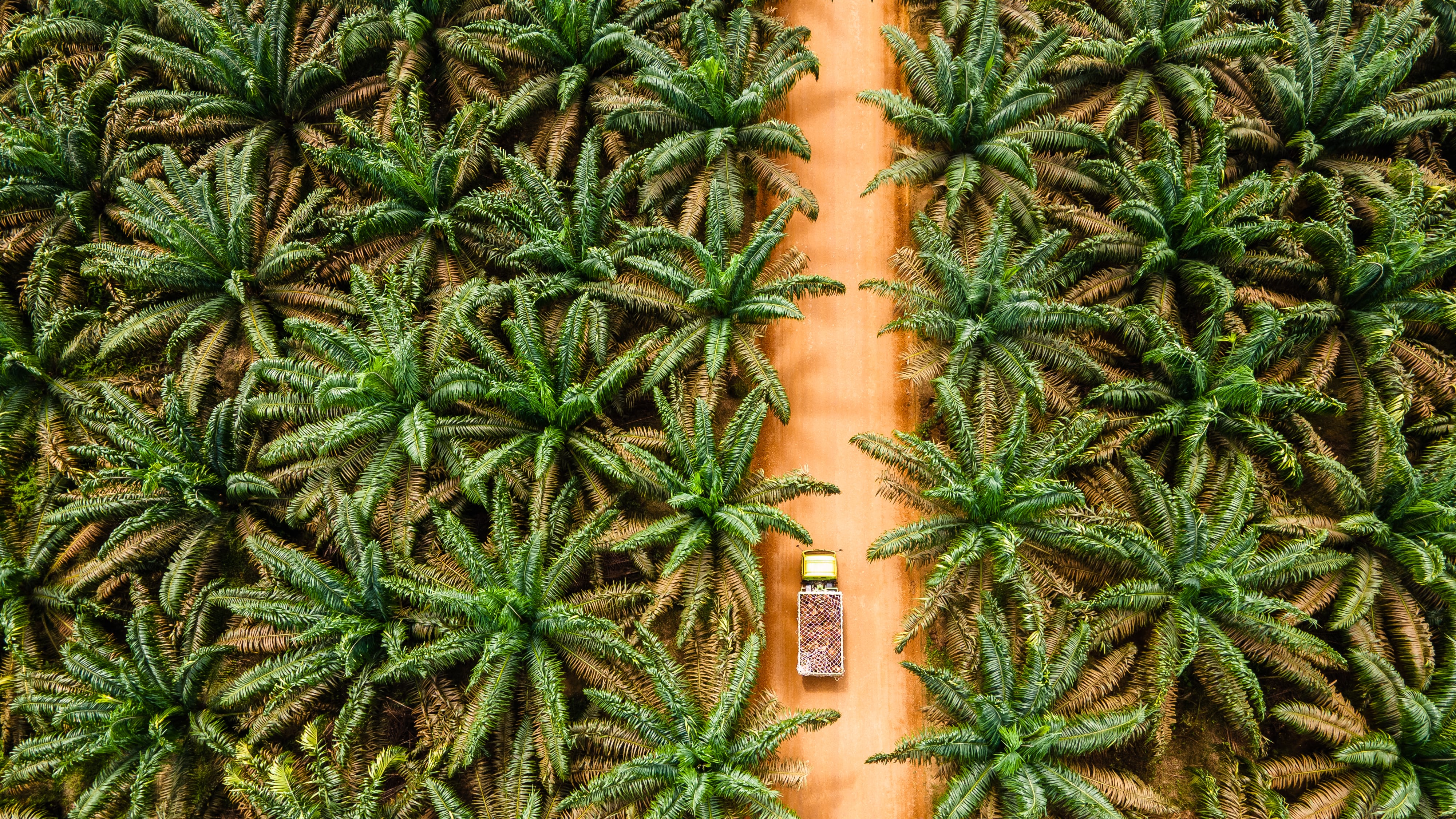 Oil palm regenerative farming pilot in Indonesia shows early promise but scaling up faces hurdles