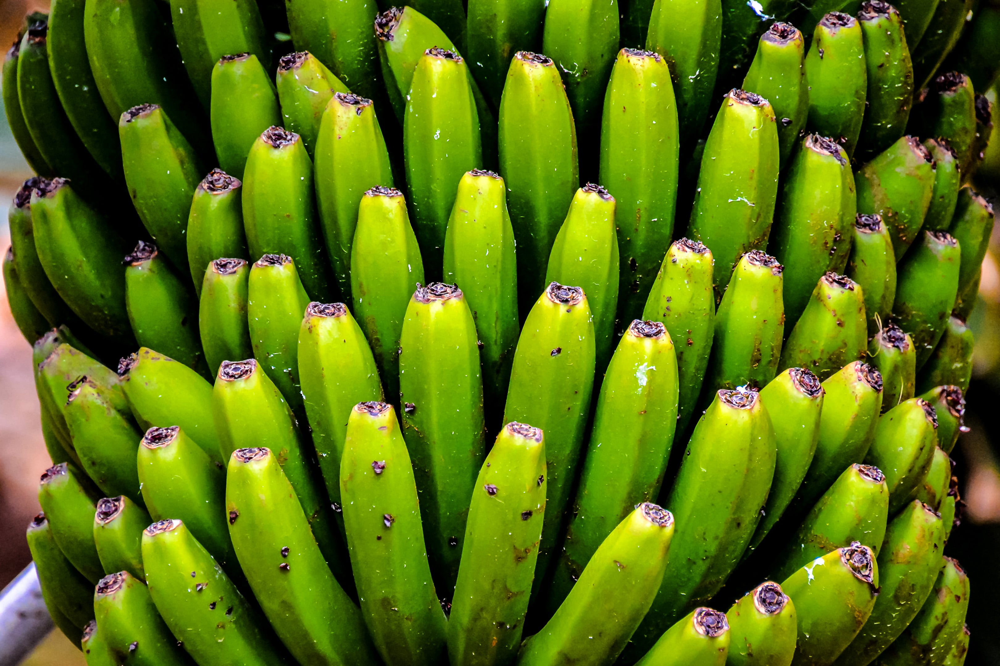 Going wild in banana-breeding enables disease-resistant hybrids with improved fruit quality