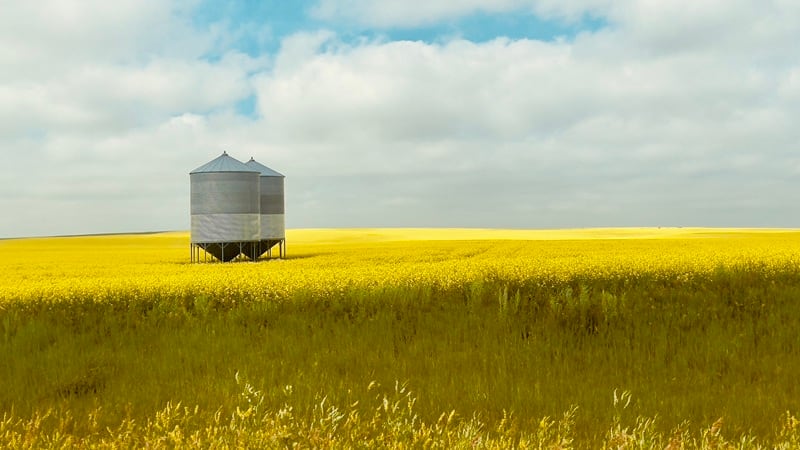 A canola field in Canada