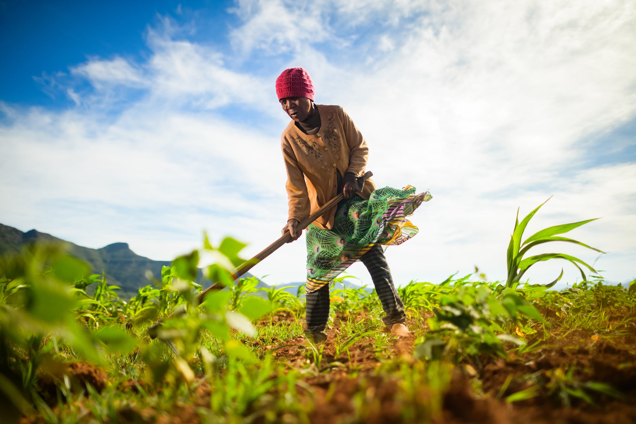 ‘Unicorn ambition, global impact’: Heritable Ag’s dual mission to accelerate crop innovation