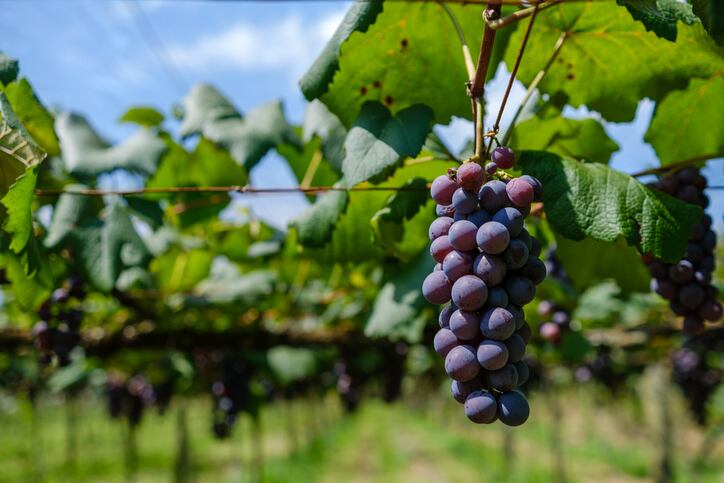 Climate change & wine: A global map of changing wine regions