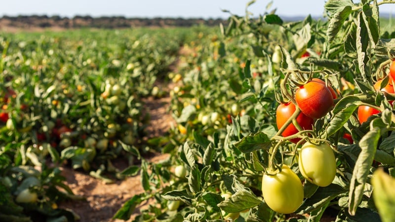 A tomato field near harvest