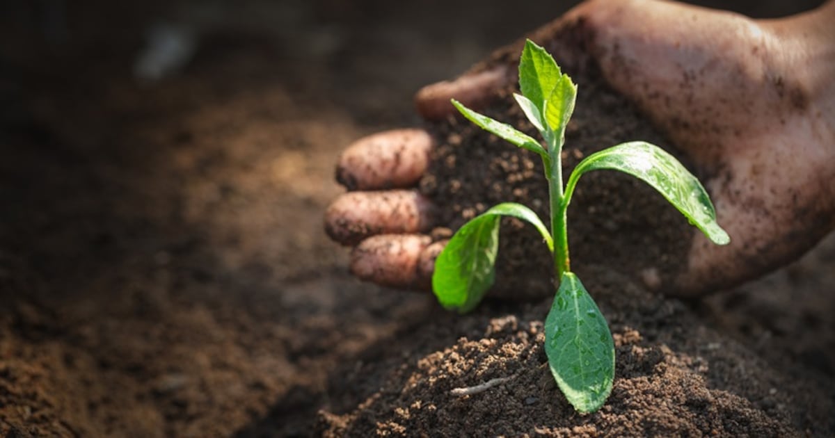 Holistic solution needed: Living Roots targets full-stack biologicals with AI-led R&D after latest funding