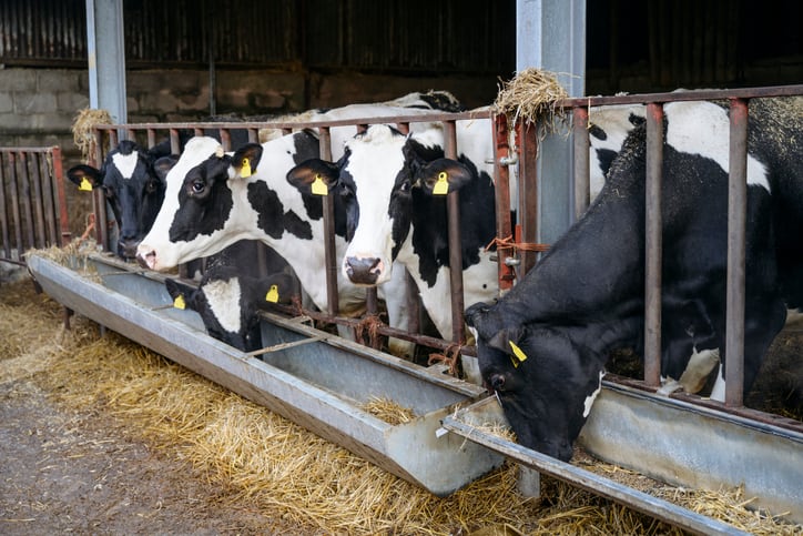 Tesco trials methane-cutting feed as UK retailers race for greener dairy