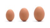 Feeding impacts shell quality, bird quality